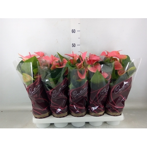 Anthurium andr. 'Sweet Dream'