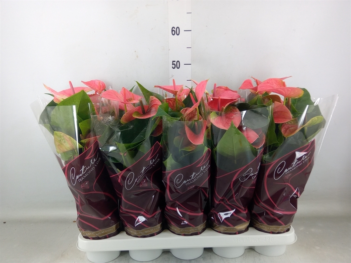 <h4>Anthurium andr. 'Sweet Dream'</h4>