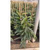 Ficus overig gemengd 3 soorten