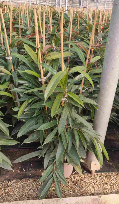 Ficus overig gemengd 3 soorten
