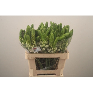 Ornithogalum Thyr White Star