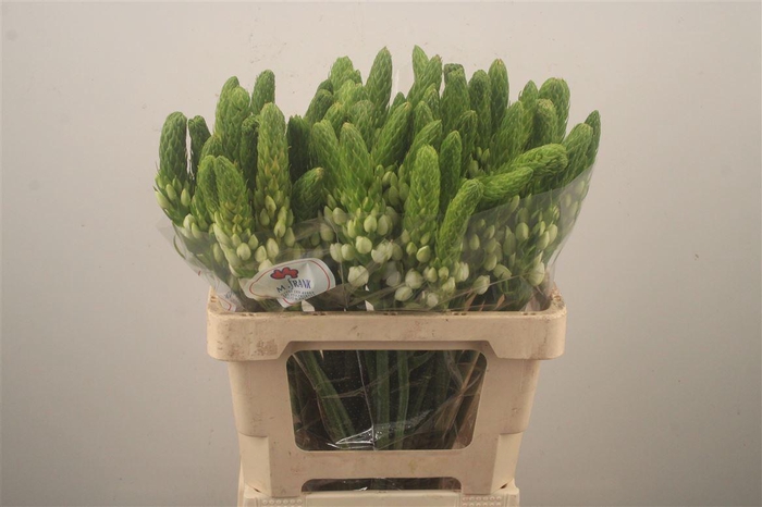 <h4>Ornithogalum Thyr White Star</h4>