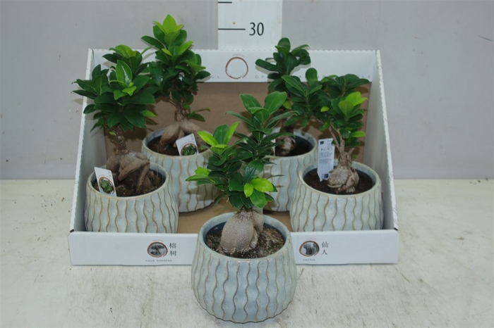<h4>Ficus Ginseng Keramiek</h4>
