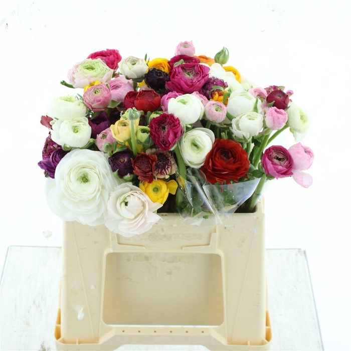 <h4>RANUNCULUS OV</h4>