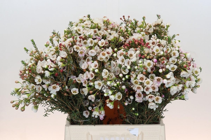 Chamelaucium Moonlight Delight