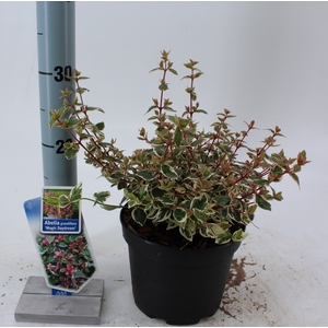 Abelia grandiflora Magic Daydream P17 (2ltr)