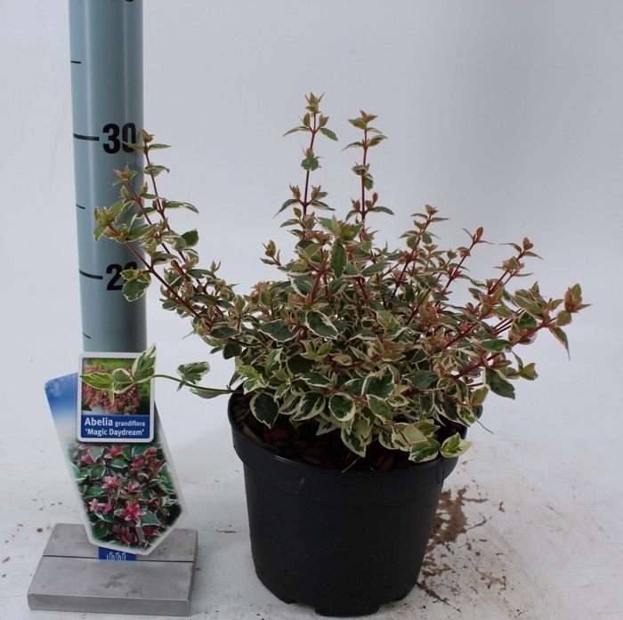 <h4>Abelia grandiflora Magic Daydream P17 (2ltr)</h4>