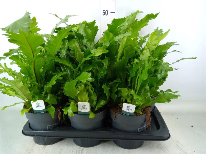 <h4>Asplenium nidus 'Campio'</h4>