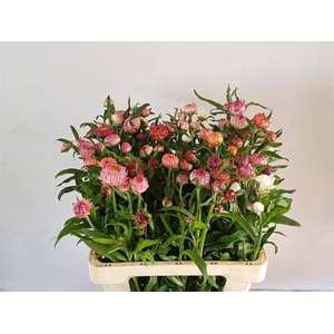 HELICHRYSUM OV