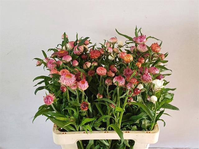 <h4>HELICHRYSUM GEM BS</h4>