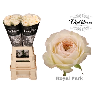 R GR ROYAL PARK x 20