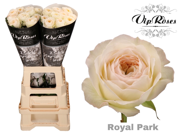 R GR ROYAL PARK x 20