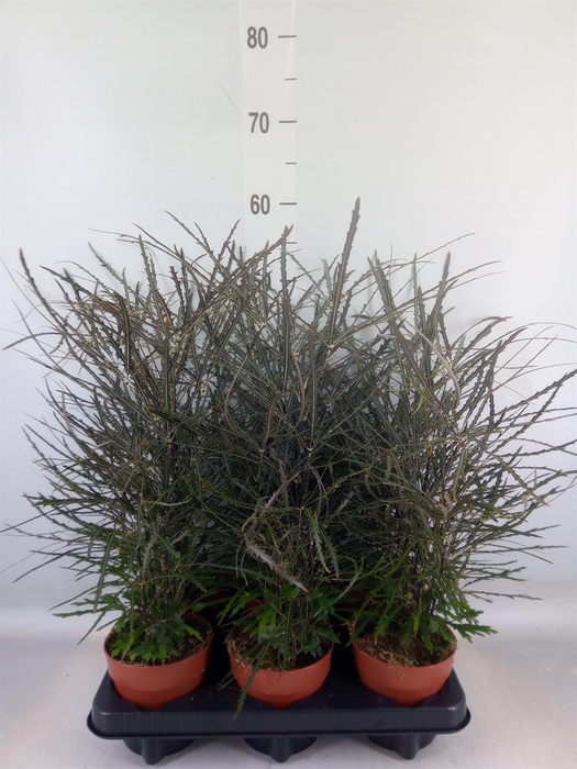 <h4>Dizygotheca eleg.</h4>