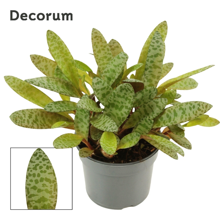 <h4>Ledebouria Socialis Green 9 cm (Decorum)</h4>
