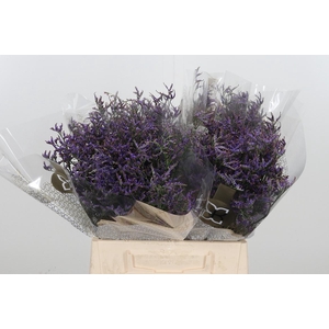 Lim Saf Dark Blue 40 05