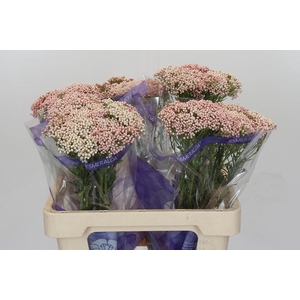 Ozothamnus Cooks Tall Pink