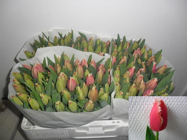 <h4>TU FR NEW SANTA</h4>