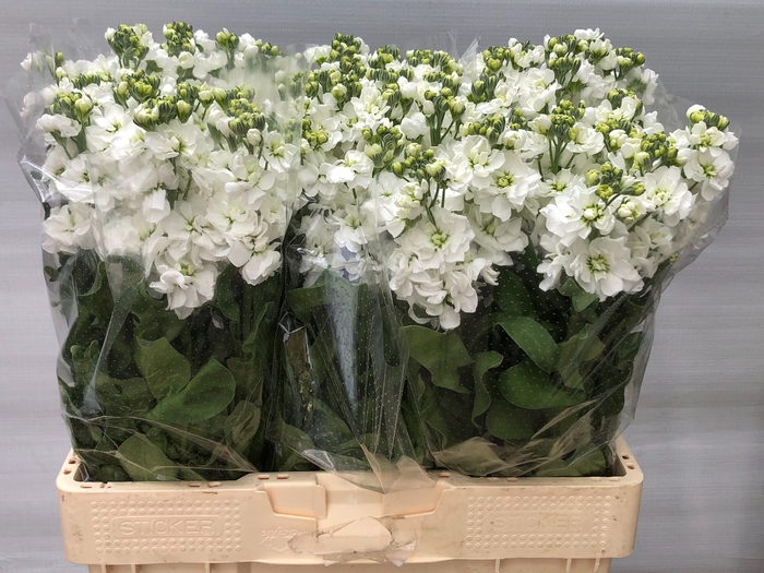 <h4>MATTH AIDA WHITE</h4>