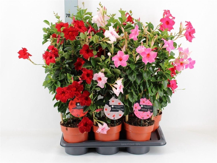 arr8 Mande Sun Hot Pink