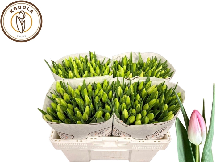 <h4>TU EN FIRST CLASS</h4>