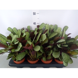 Ctenanthe burle-marxii 'Amagris'
