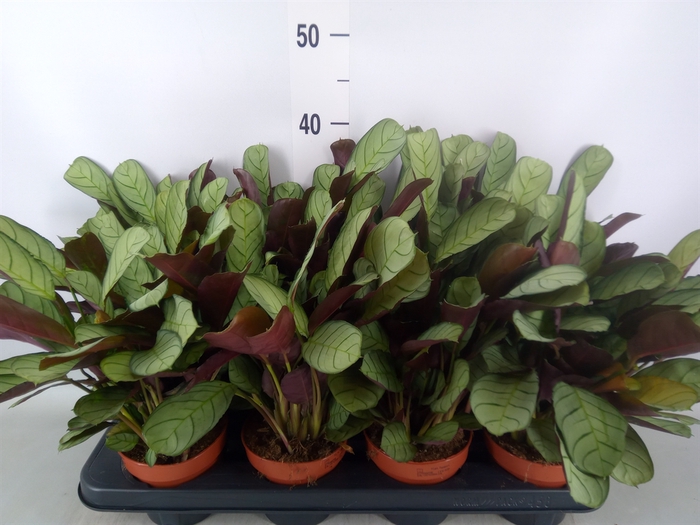 <h4>Ctenanthe burle-marxii 'Amagris'</h4>