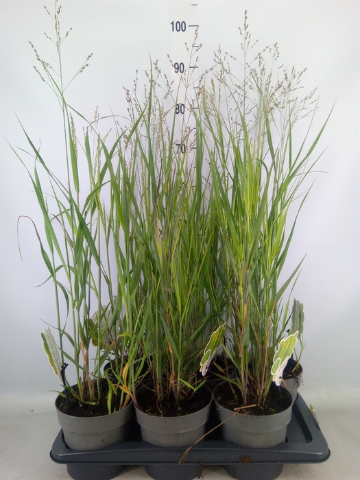 <h4>Panicum virgatum 'Heavy Metal'</h4>