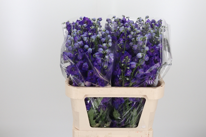 <h4>Delphinium El Jewel</h4>