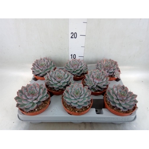 Echeveria  'Hercules'