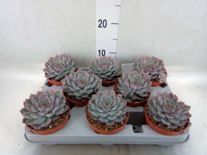 <h4>Echeveria  'Hercules'</h4>