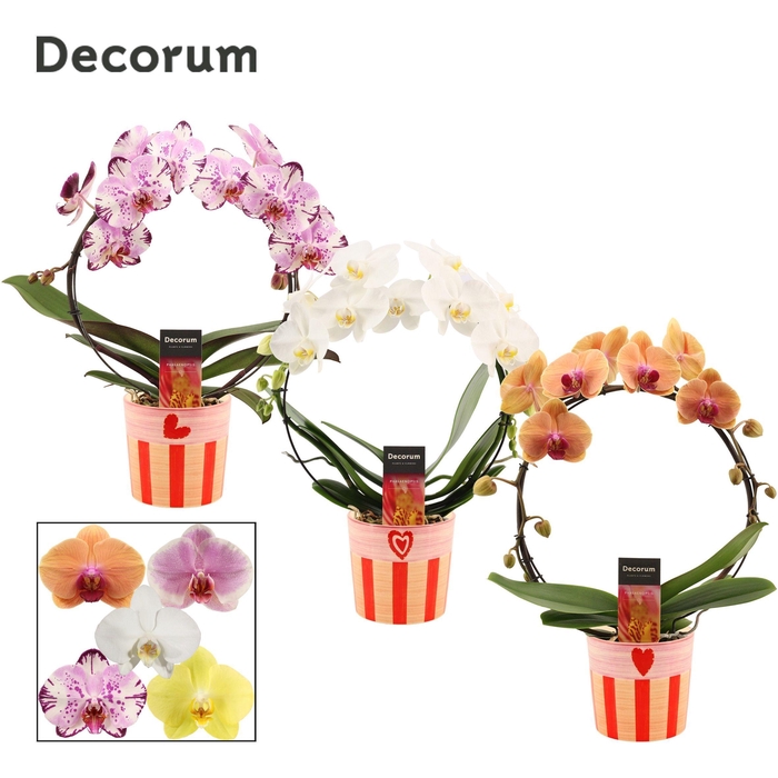 <h4>Phalaenopsis boog mix in Romée (Sympathetic moods-collection)</h4>