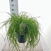 Pennisetum alopecuroides