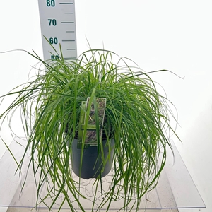 Pennisetum alopecuroides