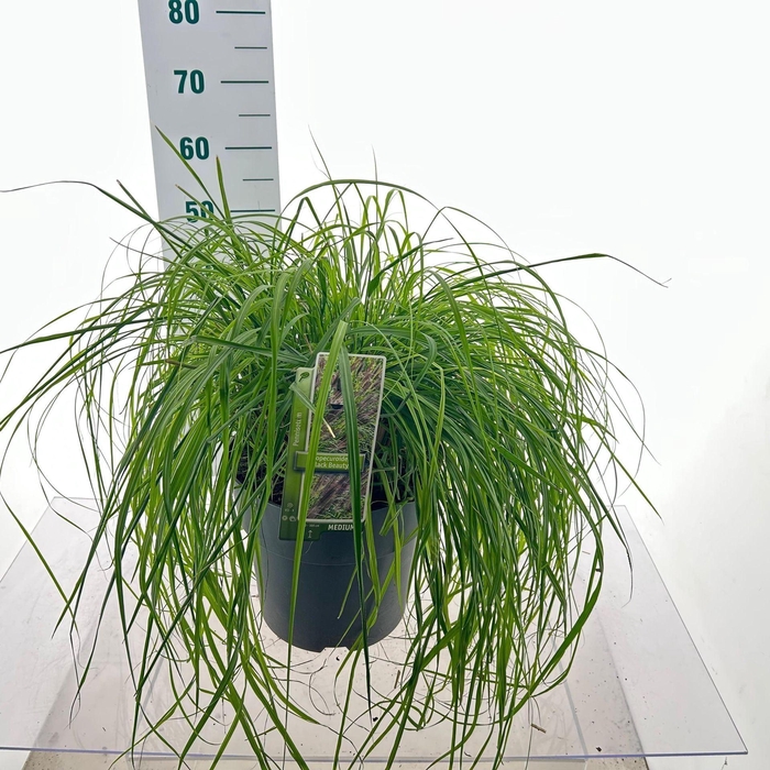 Pennisetum alopecuroides