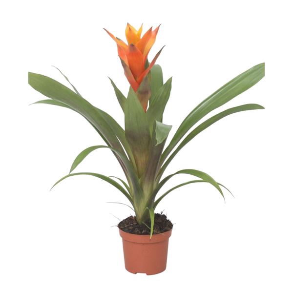 <h4>Guzmania Variada</h4>