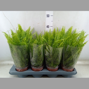 Nephrolepis exal. 'Green Lady'