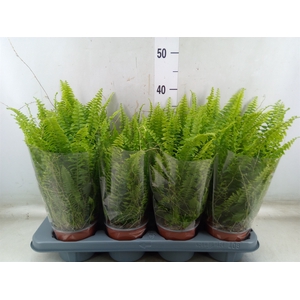 Nephrolepis exal. 'Green Lady'