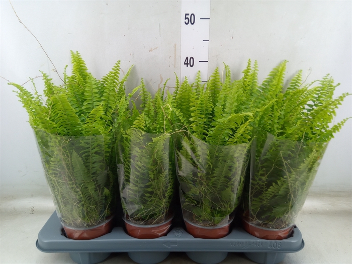 <h4>Nephrolepis exal. 'Green Lady'</h4>