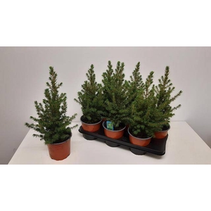 PICEA GL CONICA