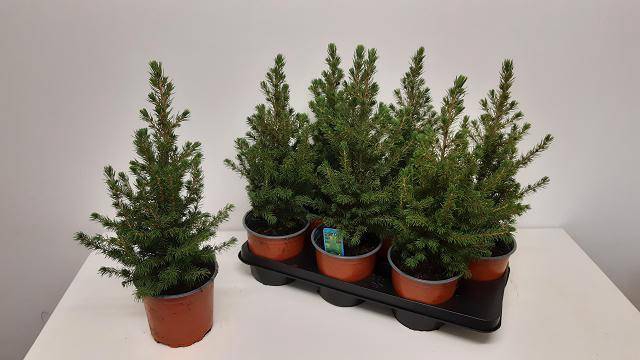 <h4>PICEA GL CONICA</h4>