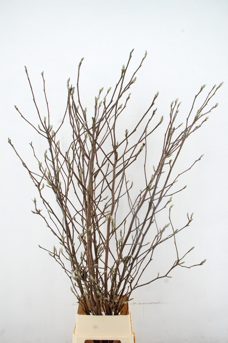 MAGNOLIA SOULANGEANA 180CM