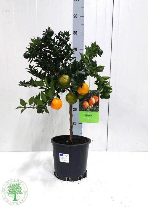 CITR AU CHINOTTO