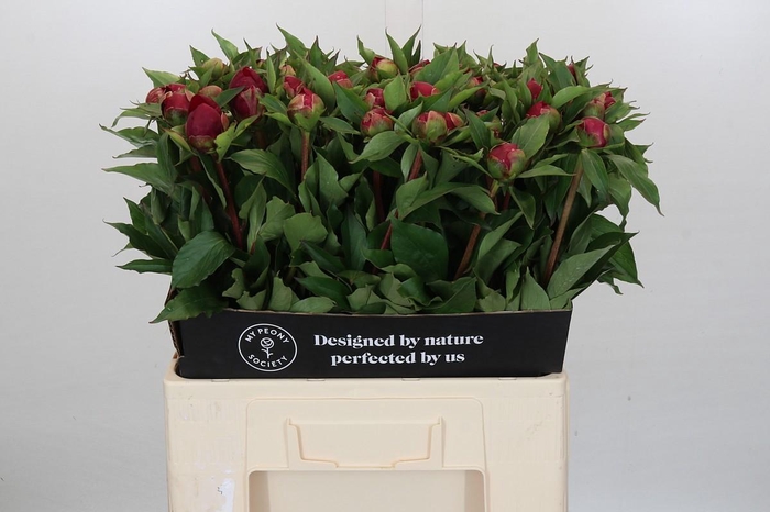 <h4>Paeonia White Cap</h4>