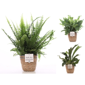 Varens gemengd in P&PURE Basket 6