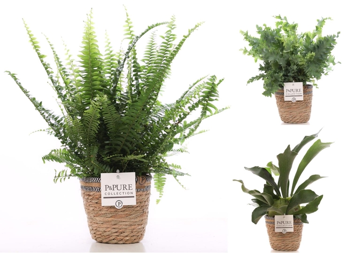 <h4>Varens gemengd in P&PURE Basket 6</h4>