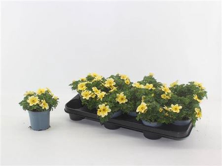<h4>Bidens Lemoncello</h4>
