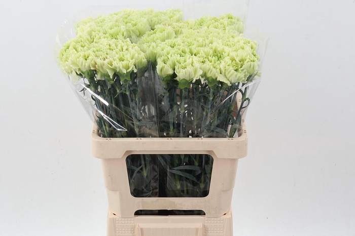 <h4>Di St Lady Moire IT</h4>