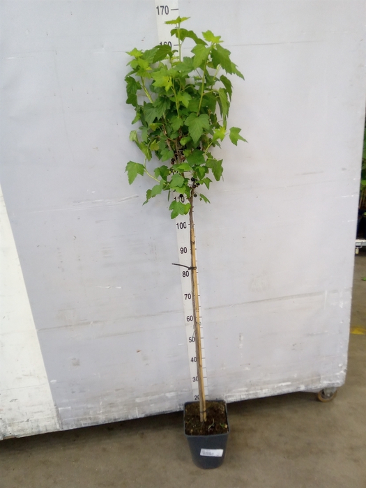 <h4>Ribes nigrum</h4>