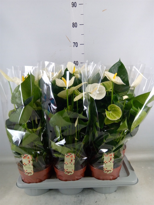 <h4>Anthurium andr. 'Alpine'</h4>