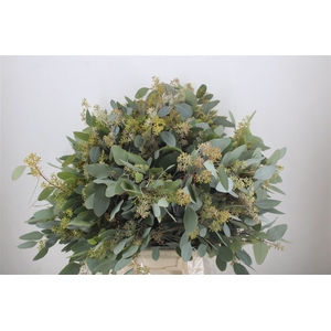 Euca Populus Berry 400gr P Bunch